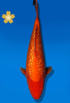 Koi Auktion Dainichi GinrinKohaku JumboTosai XGinrinKohaku - 38cm KT01-2016