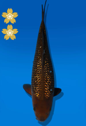 Koi Auktion Dainichi GinrinChagoi JumboTosai BrownMonkey - 38cm KT01-2017