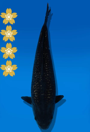 Koi Auktion Dainichi BlackDiamond JumboTosai BlackZeus - 43cm KT01-2018