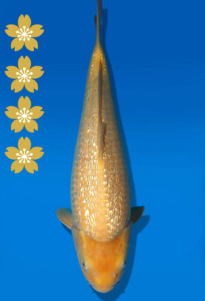 Koi Auktion Dainichi GinrinKarashigoi JumboTosai YellowMonkey - 42cm KT01-2019