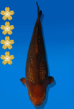 Koi Auktion Dainichi GinrinChagoi JumboTosai BrownMonkey - 43cm KT01-2020