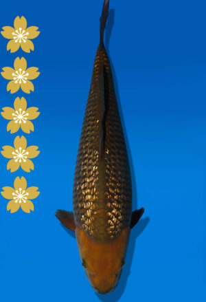 Koi Auktion Dainichi GinrinChagoi JumboTosai BrownMonkey - 43cm KT01-2021