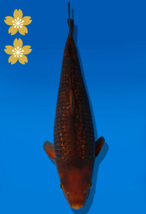 Koi Auktion Dainichi Chagoi JumboTosai BrownMonkey - 37cm KT01-2022