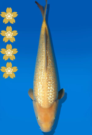 Koi Auktion Dainichi GinrinKarashigoi JumboTosai YellowMonkey - 44cm KT02-2023