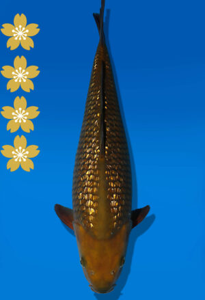 Koi Auktion Dainichi GinrinChagoi JumboTosai BrownMonkey - 43cm KT02-2025