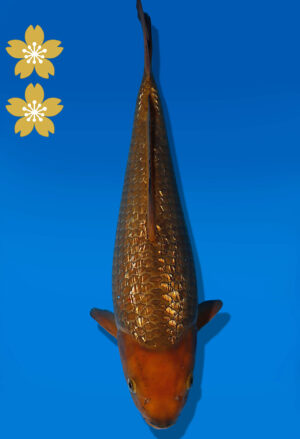 Koi Auktion Dainichi GinrinChagoi JumboTosai BrownMonkey - 36cm KT02-2024