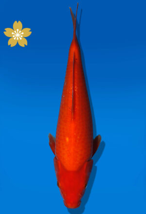 Koi Auktion Dainichi Benioi JumboTosai RedTiger - 29cm KT02-2026