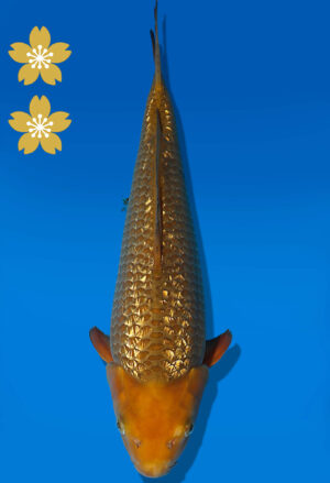 Koi Auktion Dainichi GinrinChagoi JumboTosai BrownMonkey - 39cm KT02-2027