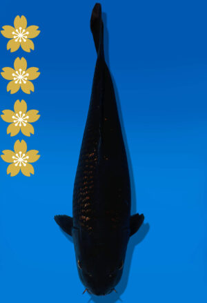 Koi Auktion Dainichi BlackDiamond JumboTosai BlackZeus - 45cm KT02-2028