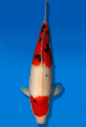 Koi Auktion Dainichi Sanke JumboTosai MSankeJr. - 37cm KT03-2036