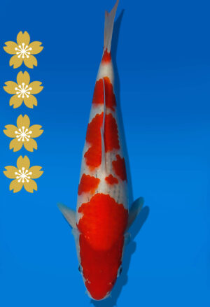Koi Auktion Kanno Goshiki JumboTosai Kanno - 28cm KT03-2037