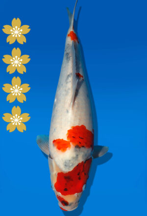 Koi Auktion Dainichi Showa JumboTosai NewMonroe - 43cm KT03-2038