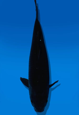 Koi Auktion Dainichi BlackDiamond JumboTosai BlackZeus - 42cm KT03-2039