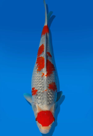 Koi Auktion Kanno Goshiki JumboTosai Kanno - 38cm KT03-2077