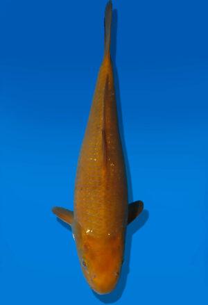 Koi Auktion Dainichi Chagoi JumboTosai BrownMonkey - 29cm KT03-2040