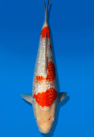 Koi Auktion Dainichi GinrinKohaku JumboTosai XGinrinKohaku - 40cm KT03-2041