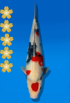 Koi Auktion Dainichi Showa JumboTosai NewMonroe - 37cm KT03-2044