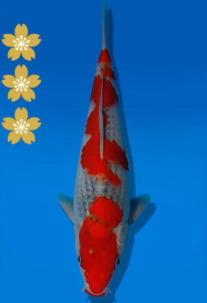 Koi Auktion Kanno Goshiki JumboTosai Kanno - 26cm KT03-2042