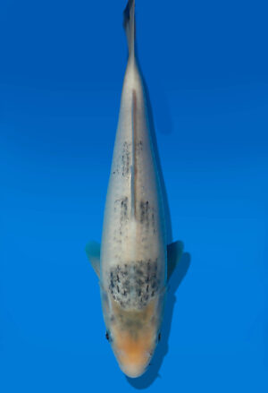Koi Auktion Dainichi ShiroUtsuri JumboTosai DainichiShowa - 28cm KT03-2043