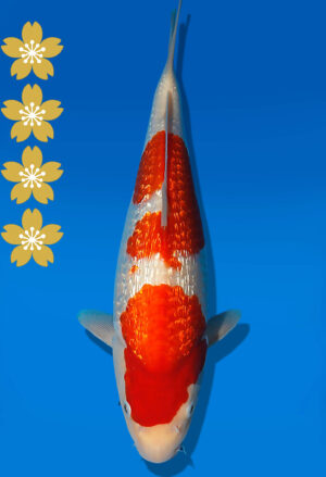 Koi Auktion Dainichi GinrinKohaku JumboTosai XGinrinKohaku - 33cm KT03-2078