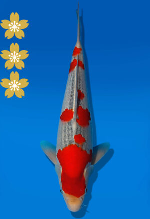 Koi Auktion Kanno Goshiki JumboTosai Kanno - 30cm KT03-2045
