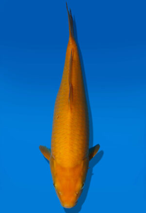 Koi Auktion Dainichi Karashigoi JumboTosai YellowMonkey - 31cm KT01-2079