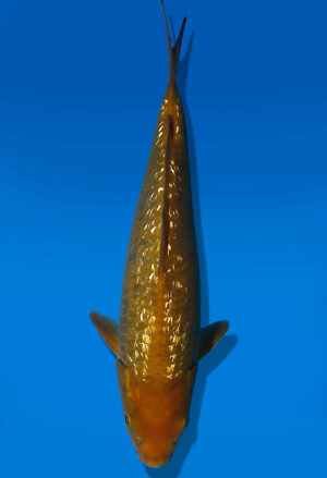 Koi Auktion Dainichi GinrinChagoi JumboTosai BrownMonkey - 27cm KT03-2046