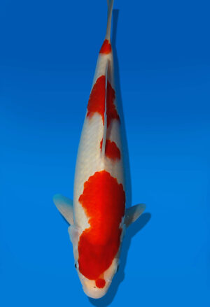 Koi Auktion Dainichi Kohaku JumboTosai RedTiger - 32cm KT04-2047