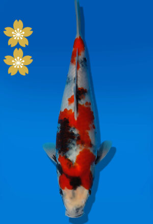Koi Auktion Dainichi Showa JumboTosai NewMonroe - 29cm KT04-2048