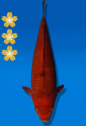 Koi Auktion Dainichi Chagoi JumboTosai BrownMonkey - 30cm KT04-2049