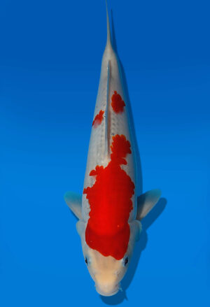 Koi Auktion Kanno Goshiki JumboTosai Kanno - 30cm KT04-2050
