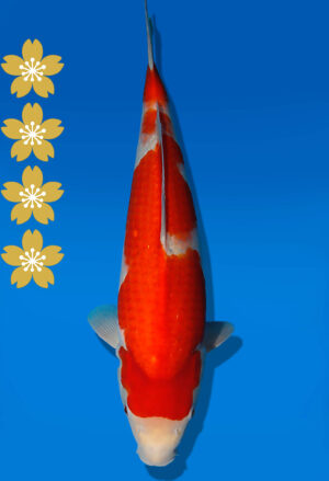 Koi Auktion Dainichi Kohaku JumboTosai WhiteDragon - 44cm KT04-2051
