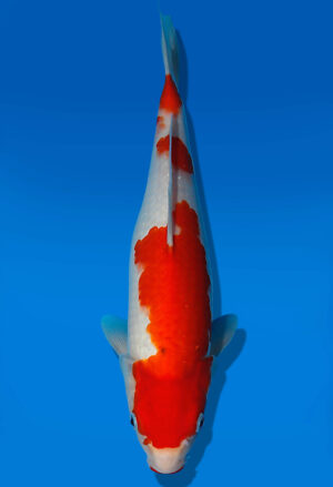 Koi Auktion Kanno Goshiki JumboTosai Kanno - 34cm KT04-2080
