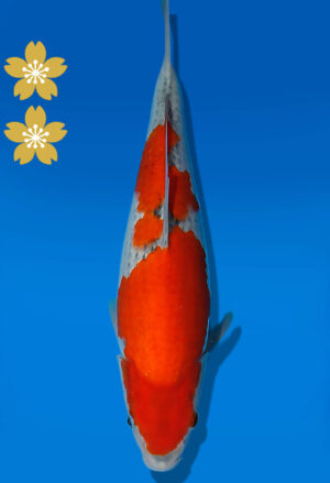 Koi Auktion Kanno Goshiki JumboTosai Kanno - 31cm KT04-2052