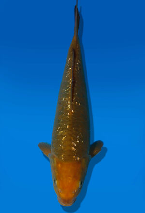 Koi Auktion Dainichi GinrinChagoi JumboTosai BrownMonkey - 26cm KT04-2053
