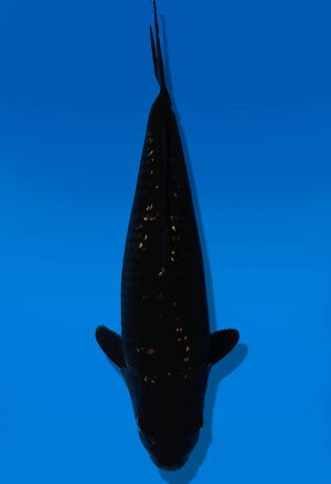 Koi Auktion Dainichi BlackDiamond JumboTosai BlackZeus - 35cm KT04-2055