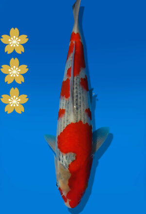 Koi Auktion Kanno Goshiki JumboTosai Kanno - 28cm GT04-2057