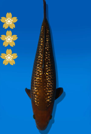 Koi Auktion Dainichi GinrinChagoi JumboTosai BrownMonkey - 37cm KT04-2058