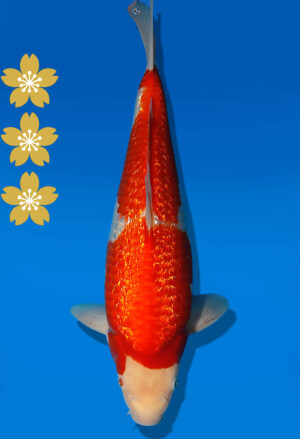 Koi Auktion Dainichi GinrinKohaku JumboTosai XGinrinKohaku - 38cm KT04-2059