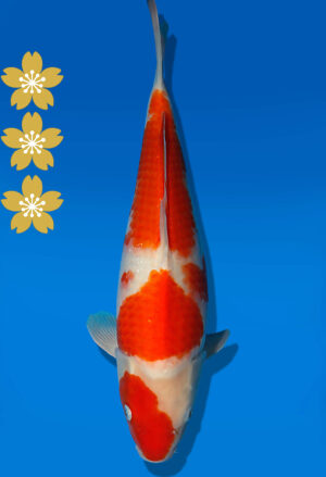 Koi Auktion Dainichi Kohaku JumboTosai RedTiger - 38cm KT05-2081