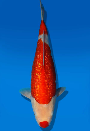 Koi Auktion Dainichi GinrinKohaku JumboTosai XGinrinKohaku - 38cm KT05-2060