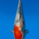 Koi Auktion Kanno Goshiki JumboTosai Kanno - 35cm KT05-2061