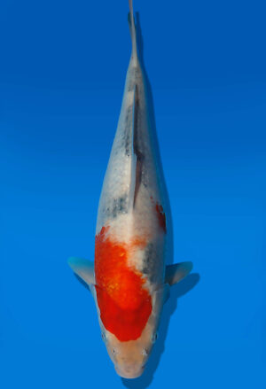 Koi Auktion Kanno Goshiki JumboTosai Kanno - 35cm KT05-2061