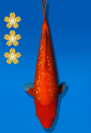 Koi Auktion Dainichi GinrinBenigoi JumboTosai XGinrinKohaku - 31cm KT05-2062