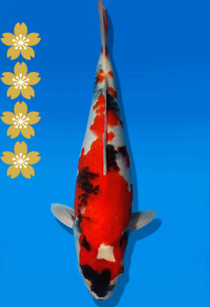 Koi Auktion Dainichi Showa JumboTosai NewMonroe - 33cm KT04-2063