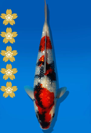 Koi Auktion Dainichi GinrinShowa JumboTosai XGinrinShowa - 30cm KT05-2064