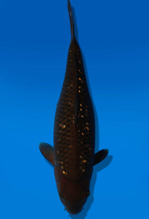 Koi Auktion Dainichi GinrinChagoi JumboTosai BrownMonkey - 35cm KT05-2065