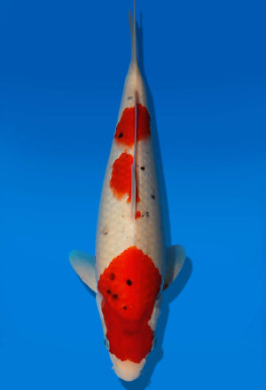 Koi Auktion Dainichi Sanke JumboTosai MSankeJr. - 32cm KT05-2082