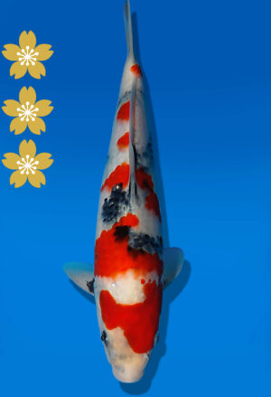 Koi Auktion Dainichi Showa JumboTosai NewMonroe - 39cm KT05-2066