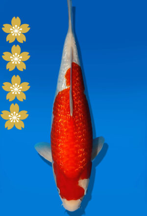Koi Auktion Dainichi GinrinKohaku JumboTosai XGinrinKohaku - 37cm KT05-2067